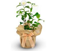 Carbeth Plants Camellia Golden Anniversary - Gift Wrapped Plant - 50Th Wedding Anniversary Gift