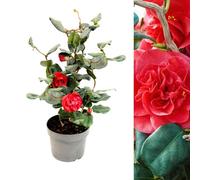 Carbeth Plants Camellia Japonica Curly Lady In 3L Pot - Hardy Spring Flowering Evergreen Shrub - For Borders, Beds, Containers & Patio Pots