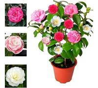 Carbeth Plants Camellia Japonica Plant Tricolour Red, White & Pink In One Pot - Evergreen Shrub - Rare Variety Of Camellia Japonica Plant 30-50Cm