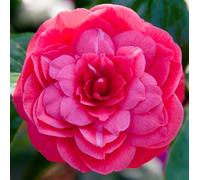 Carbeth Plants Camellia Japonica Principessa Baciocchi In 3L Pot - Evergreen Shrub
