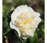 Carbeth Plants Camellia Plant Nobilissima In 9Cm Pot - White Spring Flowering Evergreen Shrub - Hardy Garden Ready Plant