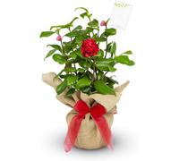 Carbeth Plants Camellia Ruby Anniversary - Gift Wrapped Plant - 40Th Wedding Anniversary Gift