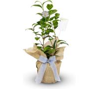 Carbeth Plants Camellia Silver Anniversary - Gift Wrapped Plant - 25Th Wedding Anniversary