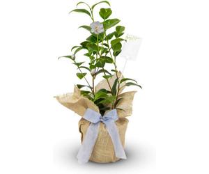 Carbeth Plants Camellia Silver Anniversary - Gift Wrapped Plant - 25Th Wedding Anniversary