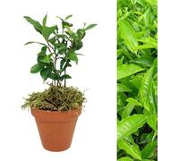Carbeth Plants Camellia Sinensis Tea Plant In 15Cm Terracotta Pot With Moss - Grow Your Own Tea Shrub - Christmas Gardening Gift