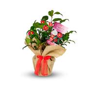 Carbeth Plants Camellia 'Yuletide' - Christmas Plant - Evergreen Camellia Gift Wrapped With Festive Ruby Red Bow - Perfect for Gifting