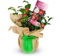 Carbeth Plants Camellia Yuletide In 2 Litre Pot - Gift Wrapped With Festive Green Bow