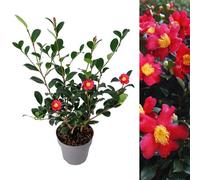 Carbeth Plants Camellia Yuletide In 2 Litre Pot - Gift Wrapped With Festive Red Bow