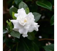 Carbeth Plants Cape Jasmine Plant In 13Cm Pot - Evergreen Shrub With Fragrant White Flowers