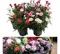 Carbeth Plants Carnation 'oscar' - 3 Pack Of Mixed Coloured Dianthus Plants In 10Cm Pots