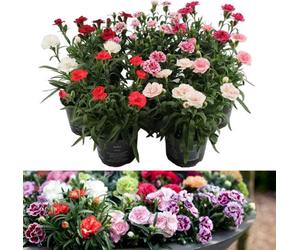 Carbeth Plants Carnation 'oscar' - 3 Pack Of Mixed Coloured Dianthus Plants In 10Cm Pots