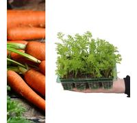 Carbeth Plants Carrot 'f1 Napoli' Plants - 6 Pack - Easy Planting