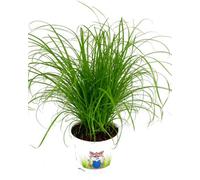 Carbeth Plants Cat Grass Cyperus Zumula Plant