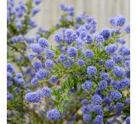 Carbeth Plants Ceanothus 'blue Diamond' - 2 Plants - Californian Lilac Evergreen Shrub - Great For Hedging