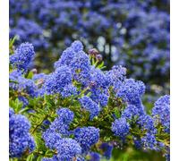 Carbeth Plants Ceanothus 'blue Diamond' - 3 Plants - Californian Lilac Evergreen Shrub - Great For Hedging
