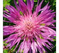 Carbeth Plants Centaurea Dealbata Plant 1 X 1L Pot - Hardy Persian Cornflower Garden Ready Perennial - Ideal For Cottage Gardens, Bed & Borders
