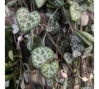 Carbeth Plants Ceropegia Linearis Woodii - String Of Hearts In 12Cm Pot - Trailing Indoor Plant