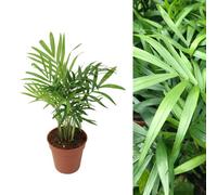 Carbeth Plants Chamaedorea Elegans 'parlour Palm' - 40 To 50 Cm - Indoor Plant