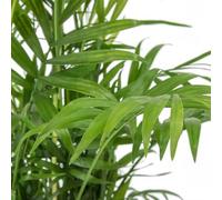 Carbeth Plants Chamaedorea Elegans - Parlour Palm In 9Cm Pot - Indoor Plants