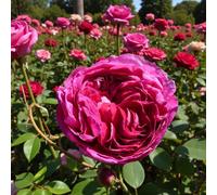 Carbeth Plants Charles De Mills Rose In 3L Pot - Highly Fragrant Old Garden Shrub Rose With Purple Blooms