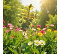 Carbeth Plants Chasmanthe Duckittii African Flag Summer Bulbs - Bright Seasonal Plants For Borders & Pots