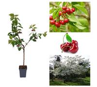 Carbeth Plants Cherry Tree - Prunus Avium 'stella' - Patio Fruit Tree 2-4Ft In 5 Litre Pot