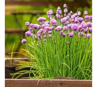 Carbeth Plants Chive Herb Plant In 13Cm Pot - Allium Schoenoprasum For Culinary Use