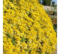 Carbeth Plants Choisya Sundance In 9Cm Pot - Mexican Orange Blossom - Aromatic Evergreen Shrub