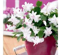 Carbeth Plants Christmas Cactus Indoor Plant In 10Cm Pot - White Flowers Schlumbergera Cacti