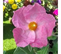 Carbeth Plants Cistus Silver Pink Plant 2 X 9Cm Pot - Hardy Evergreen Rock Rose Shrub