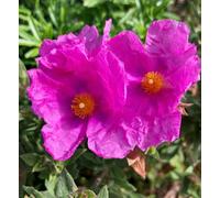 Carbeth Plants Cistus Sunset Rock Rose Plant 2 X 9Cm Pots - Hardy Evergreen Shrub For Uk Gardens - Ideal For Borders, Containers & Coastal Areas
