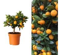 Carbeth Plants Citrus Calamondin Tree In A 12Cm Pot - Mini 25 Cm Citrus Tree - Indoor Plants