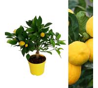 Carbeth Plants Citrus Lemon Tree In 12Cm Pot - Mini Indoor Tree - Edible Fresh Fruit