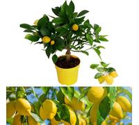 Carbeth Plants Citrus Lemon Tree - Mini Lemon Tree Indoor Plant - Produces Fresh Lemons
