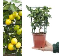 Carbeth Plants Citrus Limequat Tree In 12Cm Pot - Key Lime/kumquat Hybrid - Grows Edible Fruit