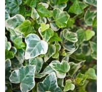 Carbeth Plants Climbing Ivy Plant 'glacier' In A 9Cm Pot Ready To Plant - Climbing Vine Plant