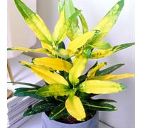 Carbeth Plants Codiaeum Variegatum Sunny Star In 12Cm Pot - Easy To Care Croton Live Houseplant