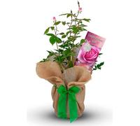 Carbeth Plants Congratulations Rose Bush Gift Wrapped - Plant Gift Perfect For Gardeners