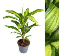Carbeth Plants Cordyline Fruticose Kiwi Lemon Lime - Good Luck Plant In 12Cm 30-40Cm In Height