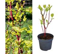Carbeth Plants - Cornus Alba Sibirica - Siberian Dogwood In 9Cm Pot - Year Round Appeal - Bee Friendly (3)