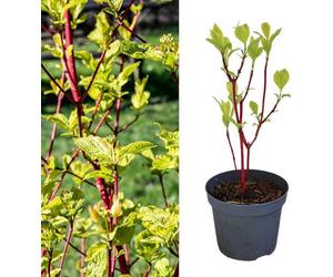 Carbeth Plants - Cornus Alba Sibirica - Siberian Dogwood In 9Cm Pot - Year Round Appeal - Bee Friendly (3)