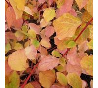 Carbeth Plants Cornus 'midwinter Fire' (Dogwood) In 9Cm Pot