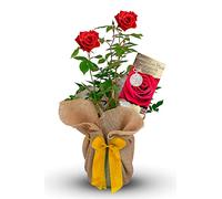Carbeth Plants Coronation Gift Wrapped Rose for King Charles III - Rich Red Blooms