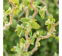 Carbeth Plants Corylus Avellana 'scooter' In 3 Litre Pot - 55-75Cm In Height - Corkscrew Twisted Hazel - Rare Compact Variety