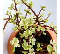 Carbeth Plants Crassula Afra Variegata - Variegated Jade Money Indoor Plant