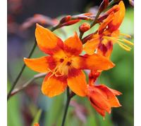 Carbeth Plants Crocosmia 'emily Mckenzie' In 9Cm Pot - Herbaceous Perennial - Ready To Plant