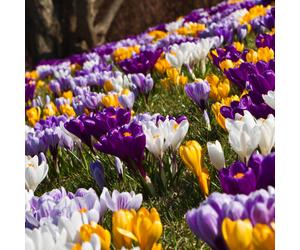 Carbeth Plants - Crocus 100 Spring Bulb Collection Mixed Early