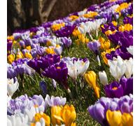Carbeth Plants - Crocus 100 Spring Bulb Collection - Mixed Early Spring Flowering Perennial Bulbs - UK Hardy Low Maintenance Pollinator Friendly - Gr