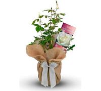 Carbeth Plants Crystal Wedding Rose Bush Gift Wrapped - 15Th Anniversary Plant