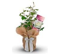 Carbeth Plants Crystal Wedding Rose Bush Gift Wrapped in 3L Pot - 15th Wedding White Anniversary Rose - Present Idea for Anniversaries & Special Occasions